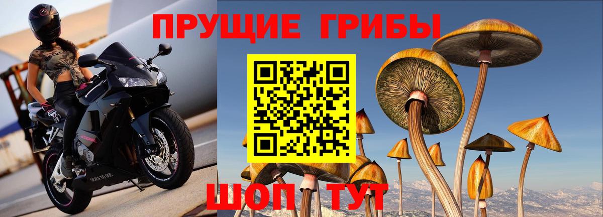 Артём  Псилоцибиновые грибы Psilocybine cubensis  Вход с VPN 